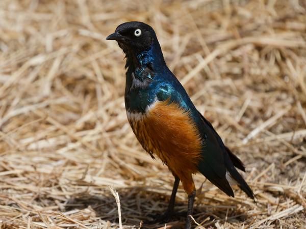 <h3><a href="/trips/tanzania/biota/animalia/chordata/aves/040 passeriformes/105 sturnidae/lamprotornis superbus/lamprotornis superbus-nl.html">Lamprotornis&nbsp;superbus</a> / Superb&nbsp;starling / Driekleurige&nbsp;glansspreeuw</h3>OM-1 Mark II met OLYMPUS M.150-400mm F4.5, 1/2000 sec  bij F4.5, ISO 200, afstand 3.87&nbsp;m